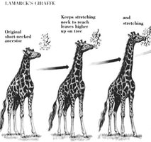 Lamarck's giraffe theory illustration