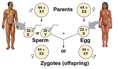 Human karyotype and inheritance of sex chromosomes