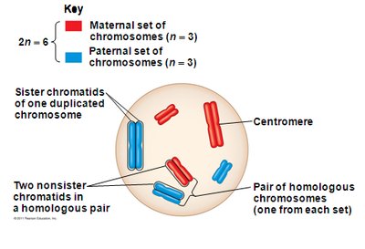 Homologous chromosomes and sister chromatids