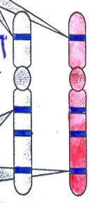 Linked genes on homologous chromosomes