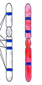 Linked genes on homologous chromosomes (different configuration)