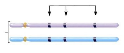 Homologous chromosomes with gene loci and alleles