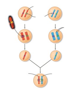 Meiosis and segregation of alleles