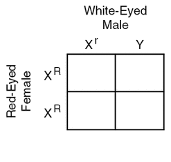 Punnett square for X-linked cross between red-eyed female and white-eyed male Drosophila