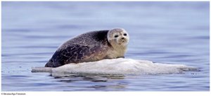 Seal on floating ice, illustrating ice's role as habitat