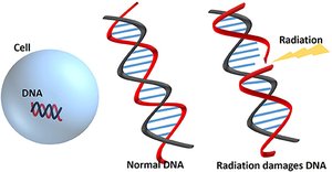 Radiation damaging DNA