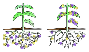 Sunflower plants absorbing heavy metals