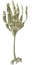 A seaweed-like organism, possibly a protist or algae