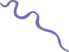 A green, elongated protist (possibly Euglena)