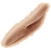 A ciliated, elongated protist (possibly Paramecium)