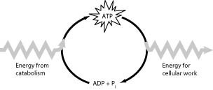ATP cycle diagram