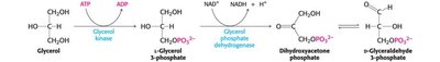 Fatty acid activation reaction