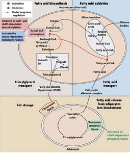 Mechanism of fatty acid activation