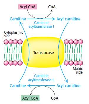 Carnitine shuttle for fatty acid transport