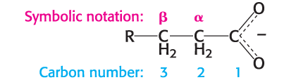 β-oxidation steps: Acyl-CoA dehydrogenase and Enoyl-CoA hydratase