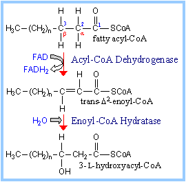 β-oxidation steps: Hydroxyacyl-CoA dehydrogenase and β-Ketothiolase