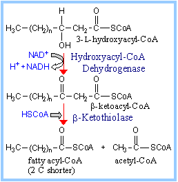 Reaction sequence for fatty acid degradation