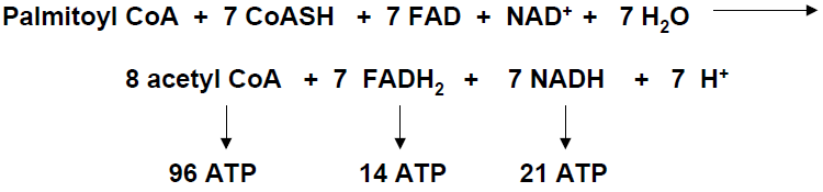 ATP yield from fatty acid oxidation