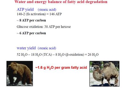 Water and energy balance of fatty acid degradation