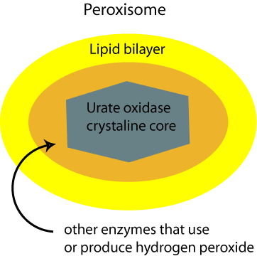 Peroxisomes in the cell