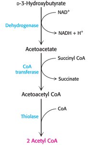 Utilization of ketone bodies as fuel