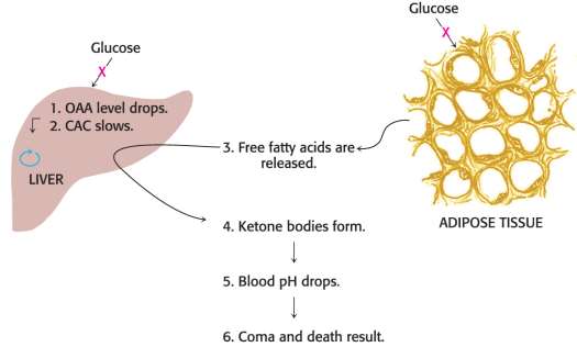 Diagram of diabetic ketosis