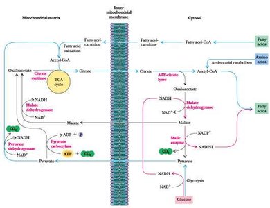 Citrate-malate-pyruvate shuttle for fatty acid synthesis