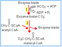 Acetyl-CoA carboxylase reaction