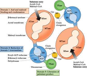 Fatty acid synthase complex structure and function