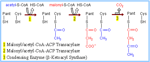 Steps of fatty acid synthesis: reduction, dehydration, and elongation