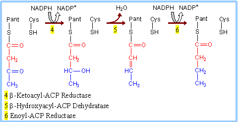 Cycle of fatty acid synthesis