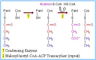 Comparison of fatty acid oxidation and synthesis