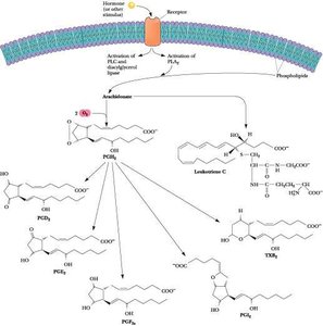 Eicosanoid synthesis pathways