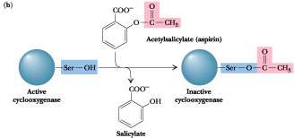 Aspirin inhibition of cyclooxygenase