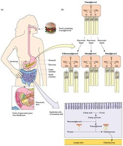 Hydrolysis and absorption of dietary triacylglycerols
