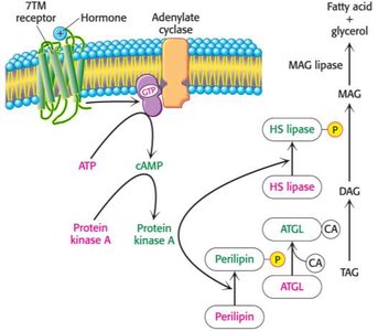 Diagram of hormone-stimulated lipolysis