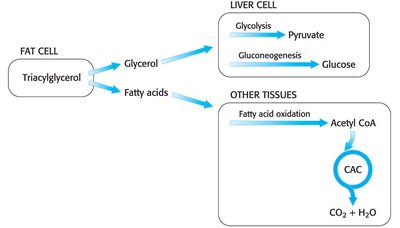 Diagram showing fate of glycerol and fatty acids after lipolysis