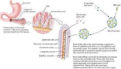 Absorption of fatty acids in the small intestine