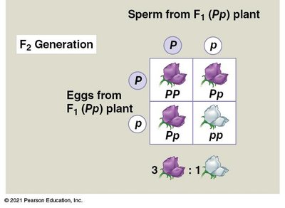 Punnett square for F2 generation showing 3:1 ratio