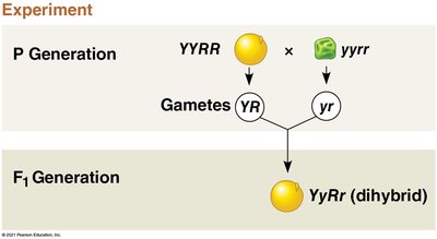 Dihybrid cross setup