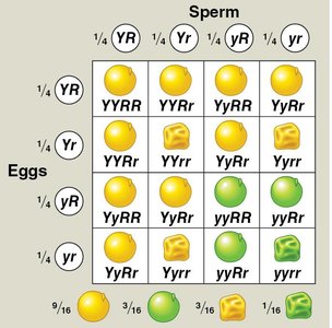 Dihybrid cross Punnett square and phenotypic ratios