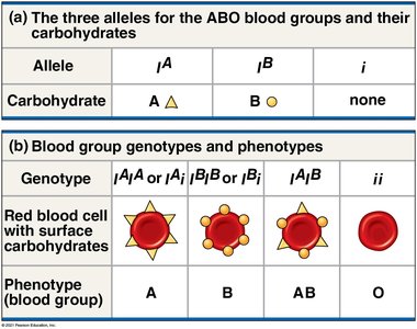 ABO blood group alleles, genotypes, and phenotypes