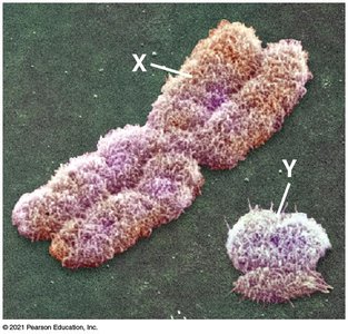 Human X and Y chromosomes