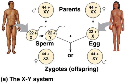 X-Y system of sex determination in humans