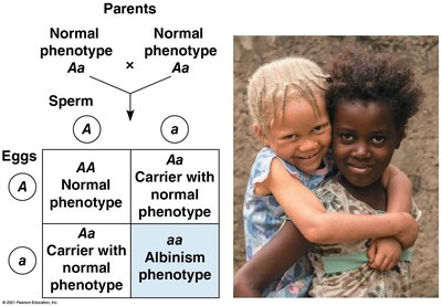 Punnett square for autosomal recessive inheritance (albinism)