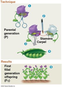 Mendel's pea plant cross-pollination technique and results