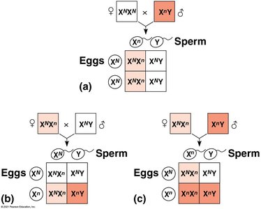 Punnett squares for X-linked recessive inheritance