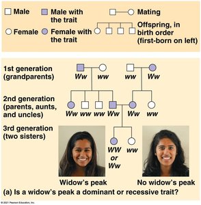 Pedigree chart for widow's peak inheritance