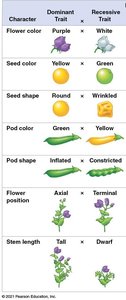 Table of Mendel's pea plant traits: dominant and recessive