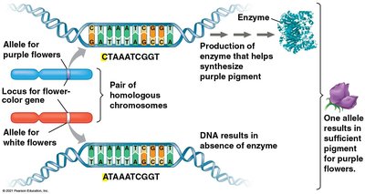 Alleles and gene loci on chromosomes